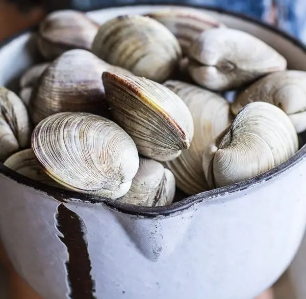 Fresh Clams