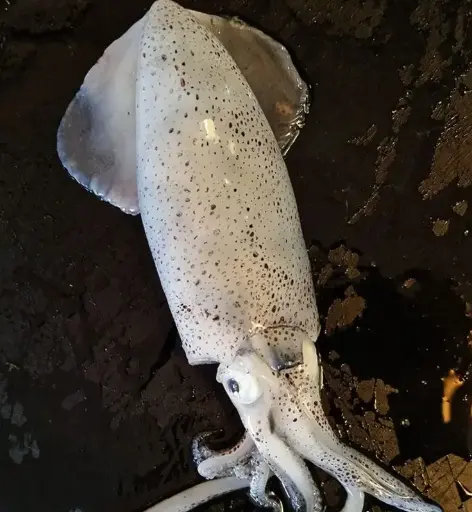 Whole Squid