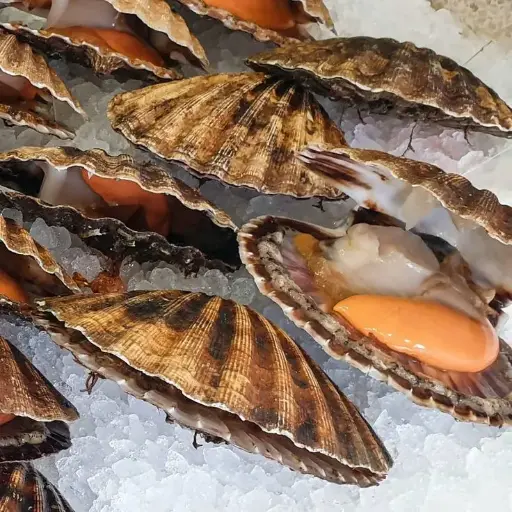 Scallops