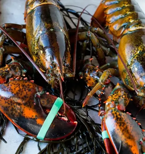 Fresh Lobster