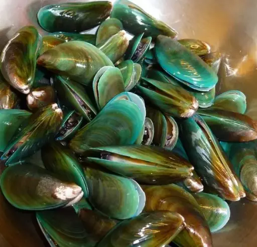 Fresh Green Mussels
