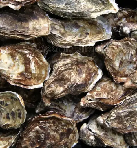 Pacific Oysters