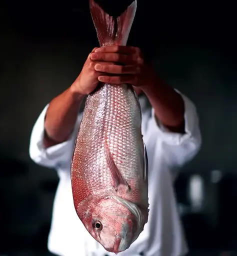 Snapper Fillets