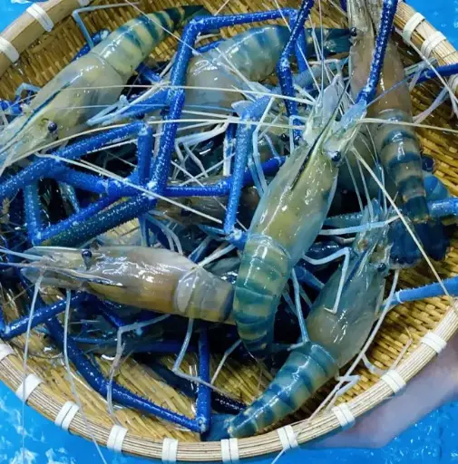 Black Tiger Shrimp