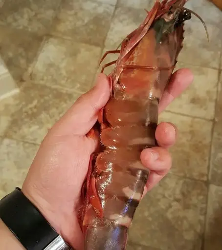 Jumbo Prawns